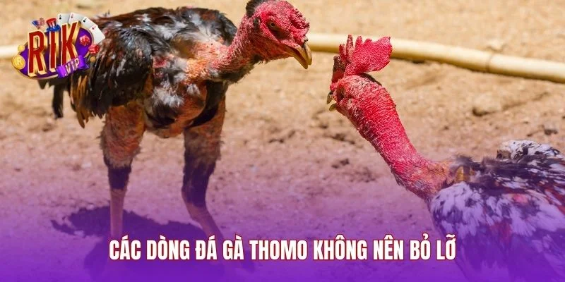 Các Dòng Đá Gà Thomo Không Nên Bỏ Lỡ