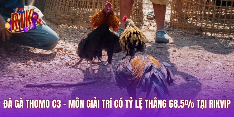 Đá Gà Thomo C3 - Môn Giải Trí Có Tỷ Lệ Thắng 68.5% Tại RIKVIP
