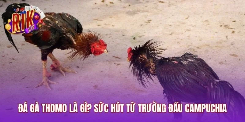 Đá Gà Thomo Là Gì? Sức Hút Từ Trường Đấu Campuchia