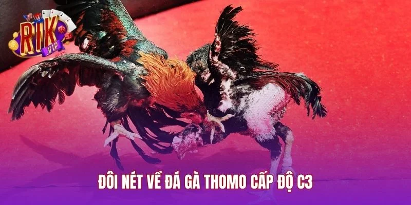 Đôi nét về đá gà Thomo cấp độ C3