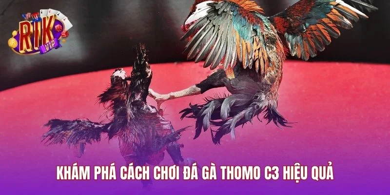 Khám phá cách chơi đá gà Thomo C3 hiệu quả