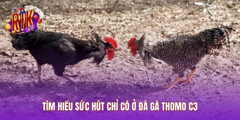 Tìm hiểu sức hút chỉ có ở đá gà Thomo C3