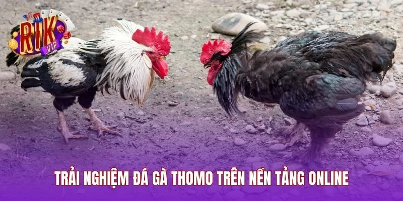 Trải Nghiệm Đá Gà Thomo Trên Nền Tảng Online